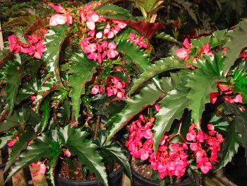 B. ‘Coral Sabers’